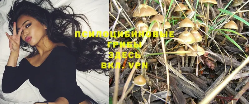 кракен рабочий сайт  Хабаровск  Галлюциногенные грибы Psilocybine cubensis  как найти наркотики 